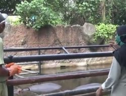 Jelang New Normal Batang Dolphin Center Di Buka