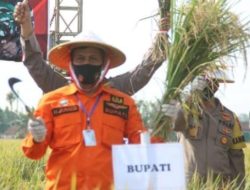 Pangdam Diponegoro Dan Kapolda Jateng Hadiri Panen Raya Padi Di Pemalang