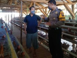 Bhabinkamtibmas Polsek Doro Cek Peternakan Ayam Petelur Di Desa Binaannya