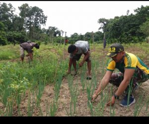 Satgas Yonif MR 413 Kostrad Bercocok Tanam, Jamin Ketersediaan Bahan Pangan Di Wilayah Perbatasan RI- PNG