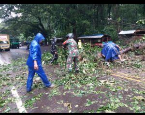 Akibat Hujan Lebat Pohon Tumbang Timpa Travo Serta Tiang Listrik