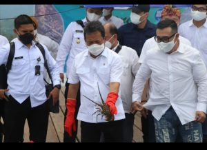 Akan All Out, Menteri Trenggono Kembangkan Budidaya Lobster Dalam Negeri