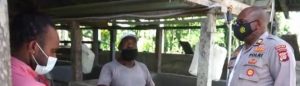 Luar Biasa Kisah Peternak Babi Binaan Binmas Noken Polri Ini, Sekarang Sejahtera