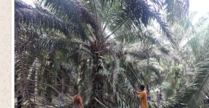 Diduga Rusak Sawit PTPN IV Kebun Bah Jambi Simalungun Oleh Puluhan Warga Kampung Balige Mariah Jambi
