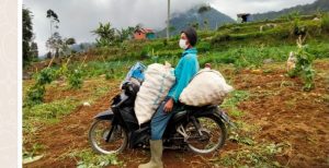 Komuditi Produksi Pertanian, Warga Panen Kentang Di Lokasi TMMD Reguler Ke 112 Gerlang