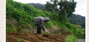 Manfaat Jalan Sudah Di Cor Beton Warga Gerlang Jadi Rajin Ke Ladang