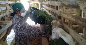 Mantan WBP  Lapas Batang Dipercaya Kelola Ternak Kambing