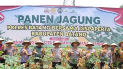 Dukung Asta Cita Presiden, Polres Batang Panen Jagung di Lahan 177 Hektar