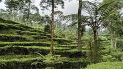 5 Destinasi Wisata Unggulan di Kabupaten Batang