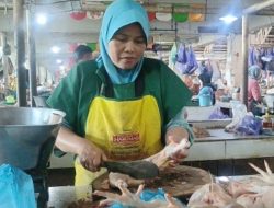 Harga Ayam Potong di Batang Turun 