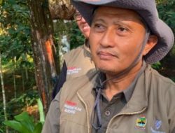 Penemuan, Raja Udang Kalung Biru yang Terancam Punah Di Batang