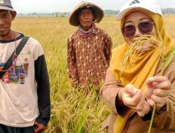 Panen Perdana Padi Biosalin di Batang, Lahan Rob Seluas 2 Hektare Kembali Produktif
