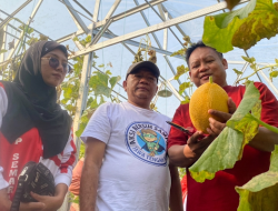 Wisata Petik Melon Meriahkan HUT Ke-81 RI, 700 Buah Siap Dipanen di Desa Depok Batang
