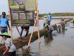 Lahan Tambak di Batang Kembali Hidup Lewat Nila Salin